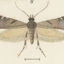 Image de Glyphipterix acrothecta Meyrick 1880