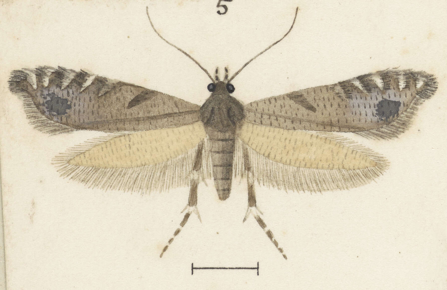 Слика од Glyphipterix acrothecta Meyrick 1880