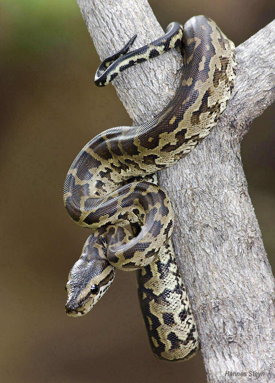 Image of Southern African Python