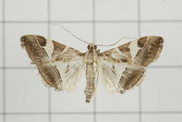 Sivun Agrioglypta itysalis Walker 1859 kuva