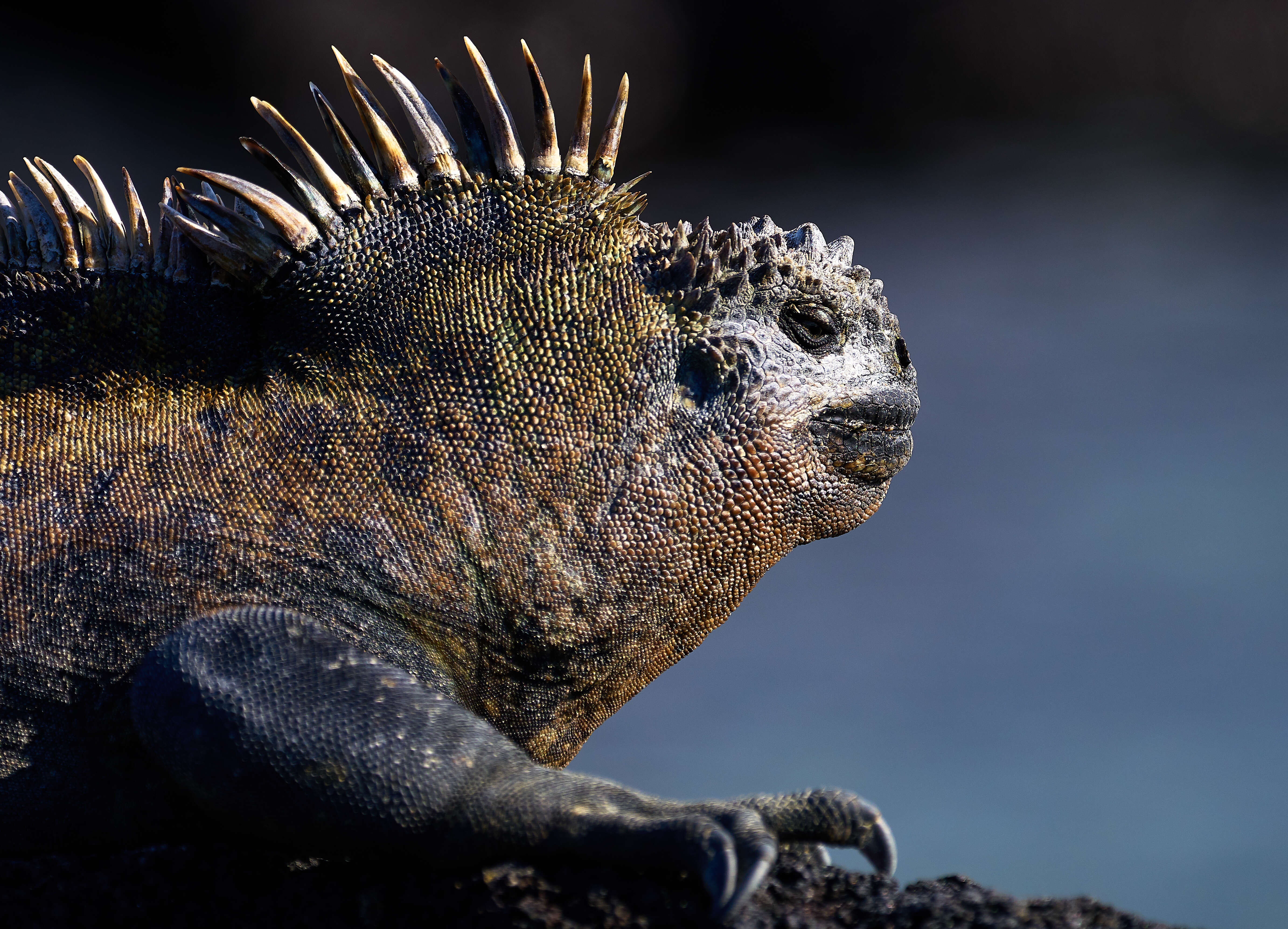 Image of marine iguana