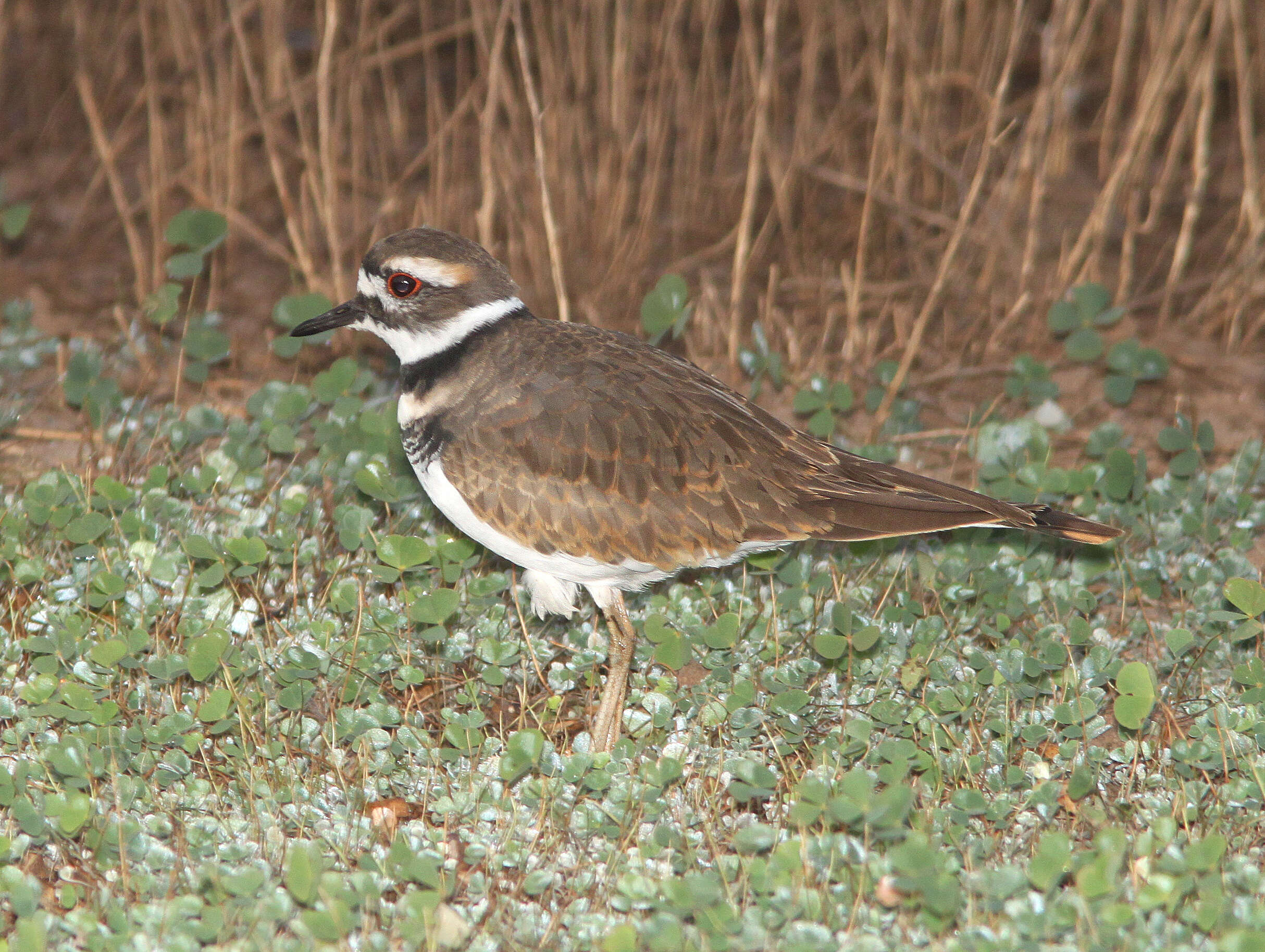 Image of Killdeer