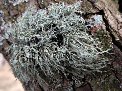 Image of farinose cartilage lichen