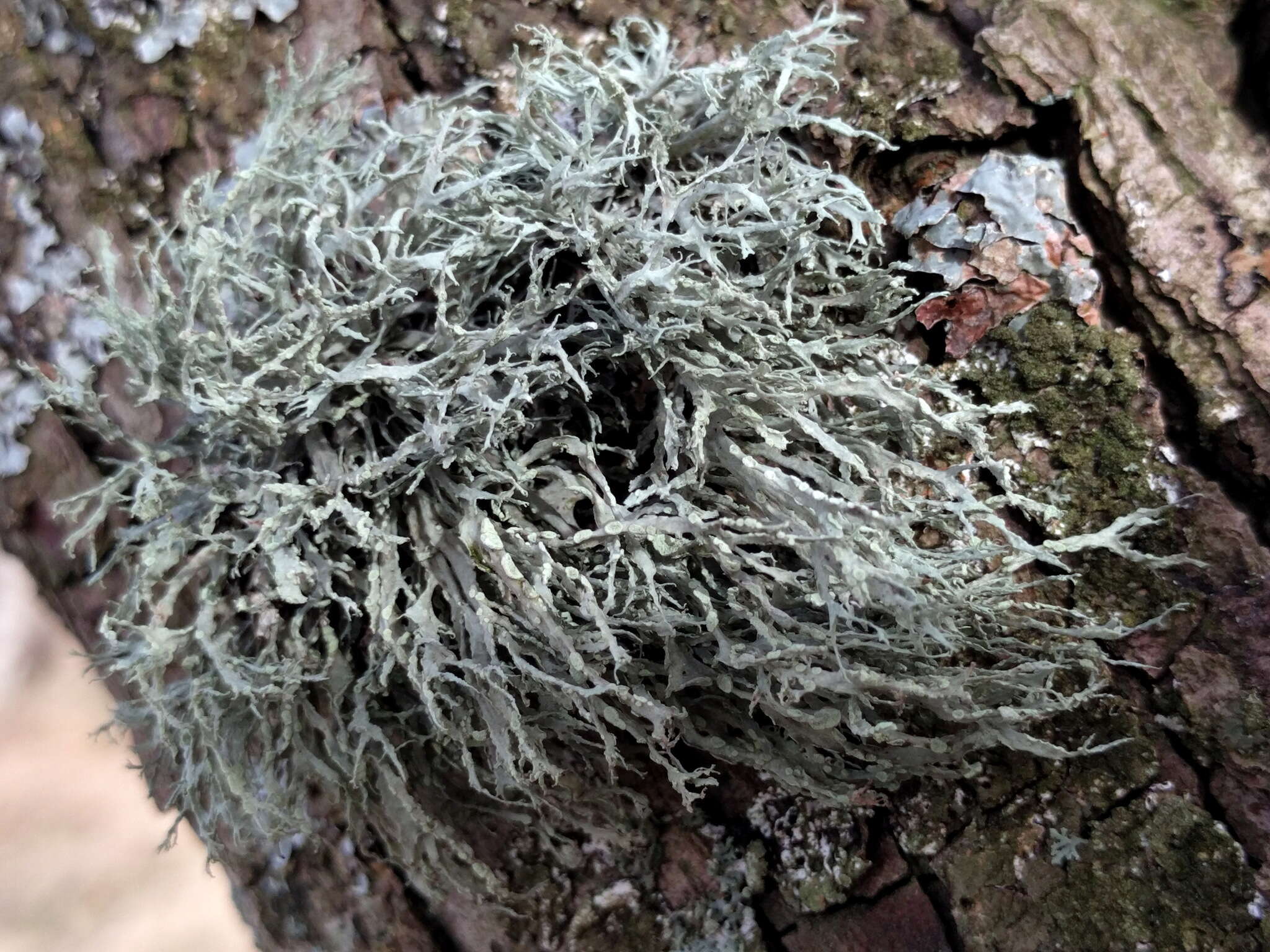 Image of farinose cartilage lichen