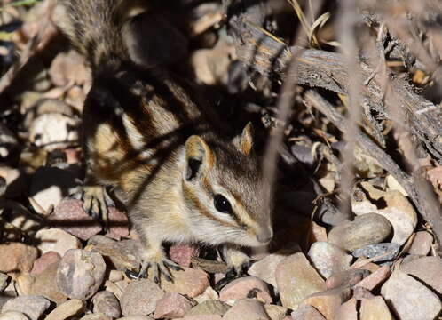 Image of Least Chipmunk