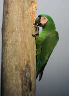 Image of Chestnut-fronted Macaw