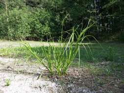 Image of Scirpus radicans Schkuhr