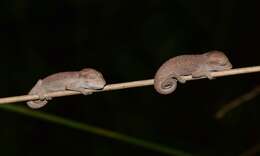 Image of Black-headed Dwarf Chameleon