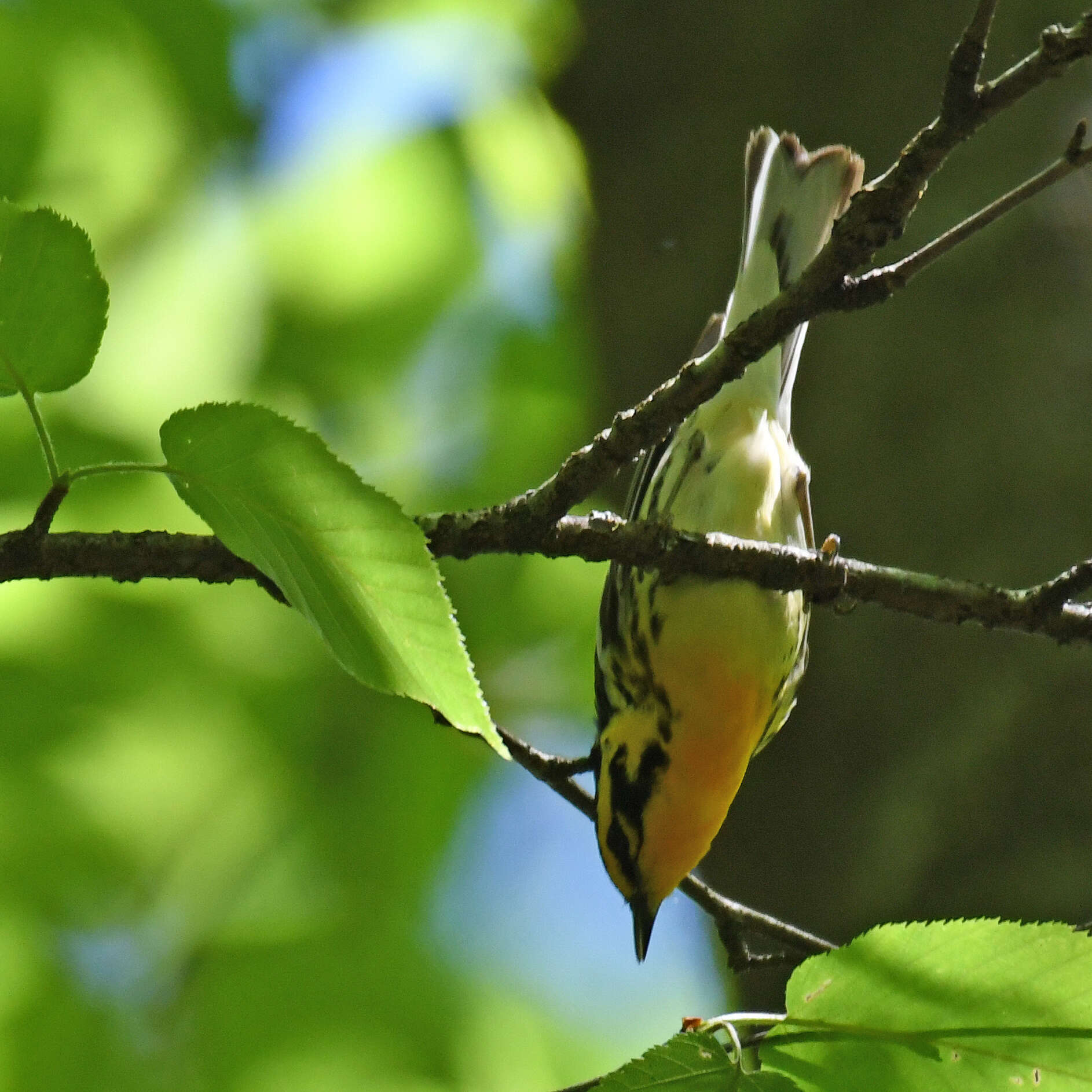 Image of Blackburnian Warbler