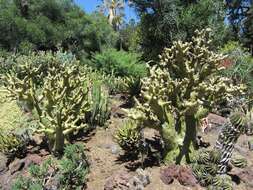 Image of Tylecodon paniculatus (L. fil.) H. Tölken