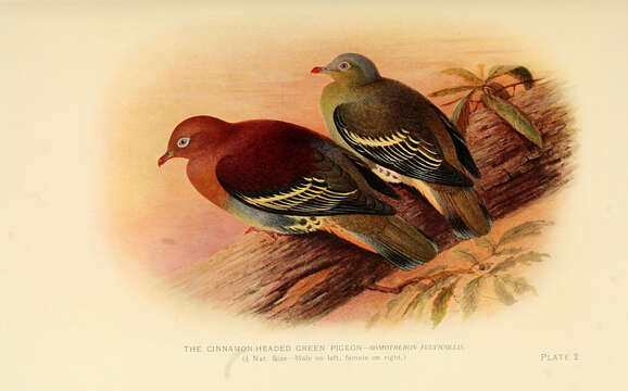 Imagem de Treron fulvicollis (Wagler 1827)