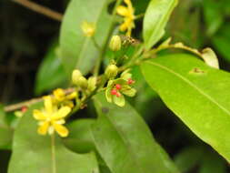 Image of Campylospermum serratum (Gaertn.) V. Bittrich & M. C. E. Amaral