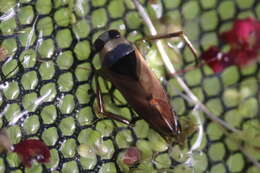 Image of Water boatman