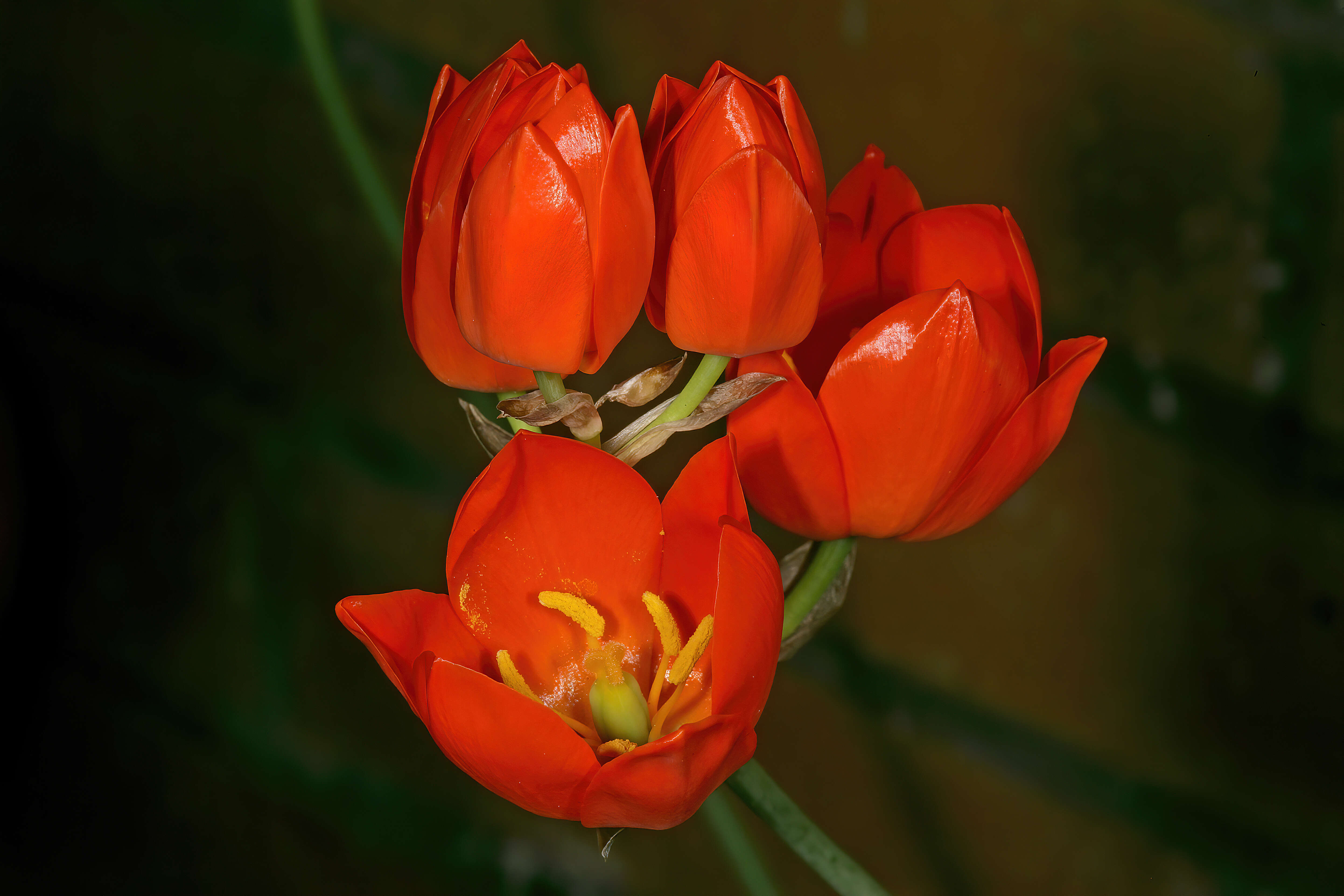 Image de Ornithogalum maculatum Jacq.