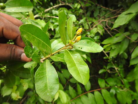 Слика од Hugonia mystax L.