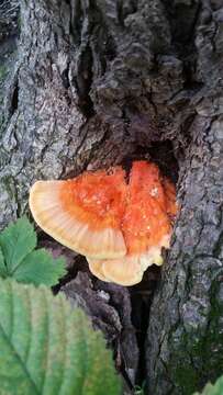 Image of Bracket Fungus