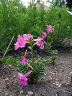 Image of Incarvillea delavayi Bureau & Franch.