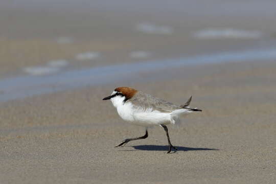 Слика од Charadrius ruficapillus Temminck 1821