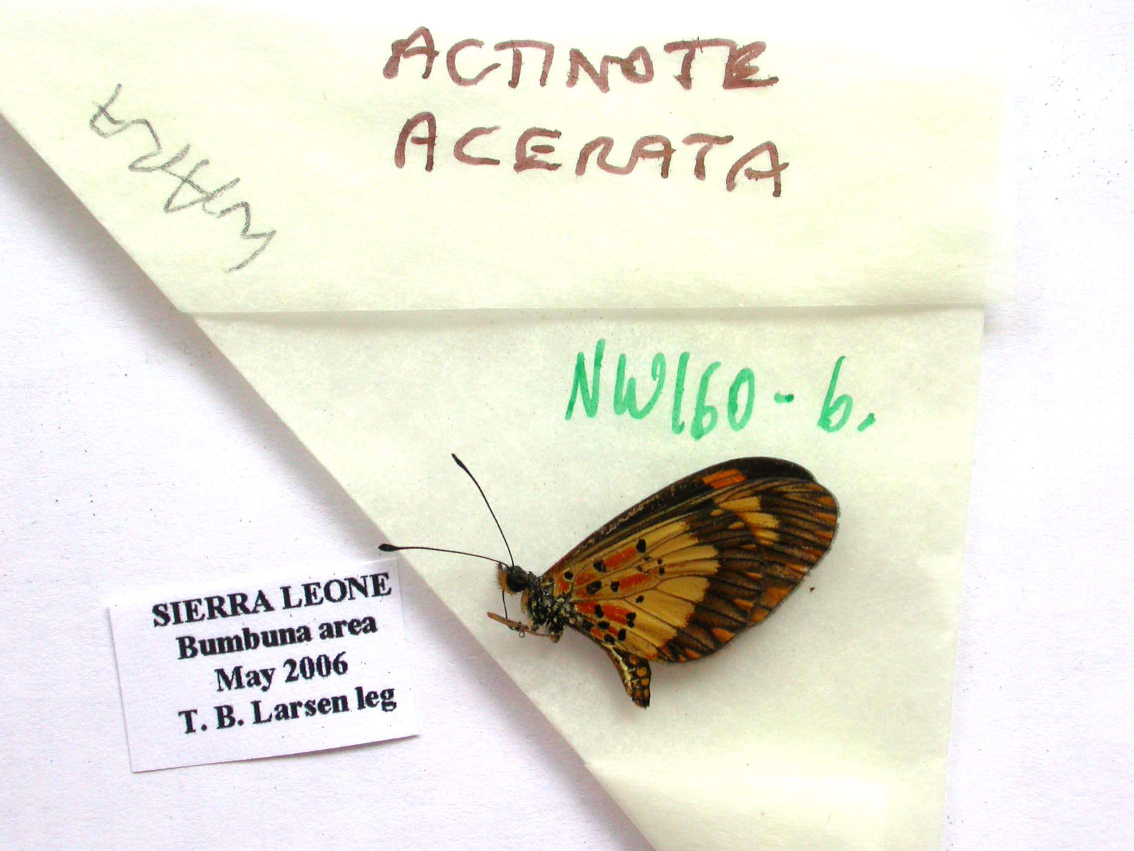 Image de Acraea acerata Hewitson 1874