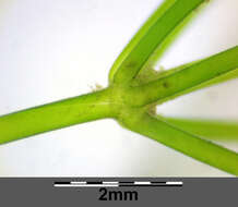 Image of Stonewort