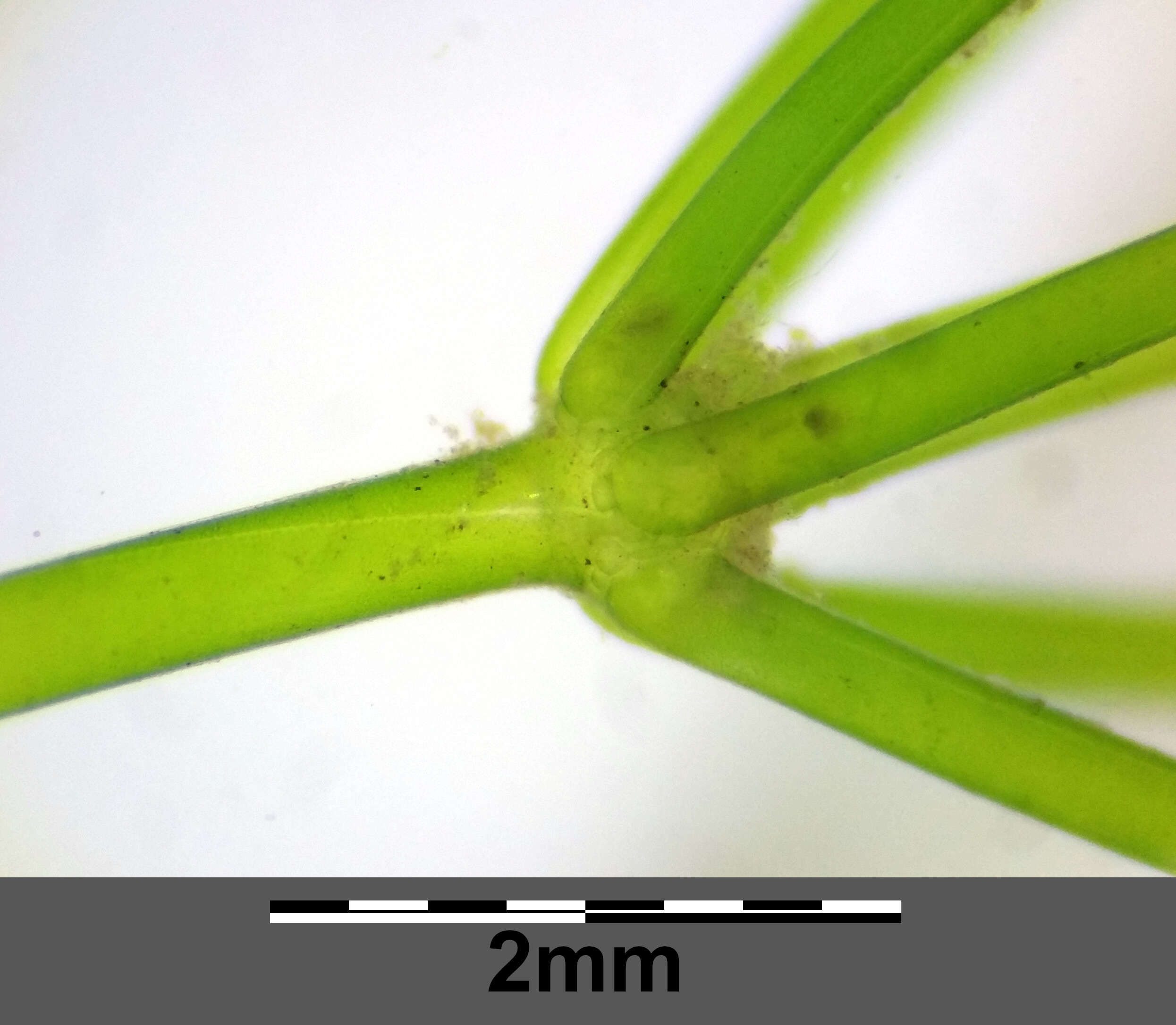 Imagem de Nitella flexilis