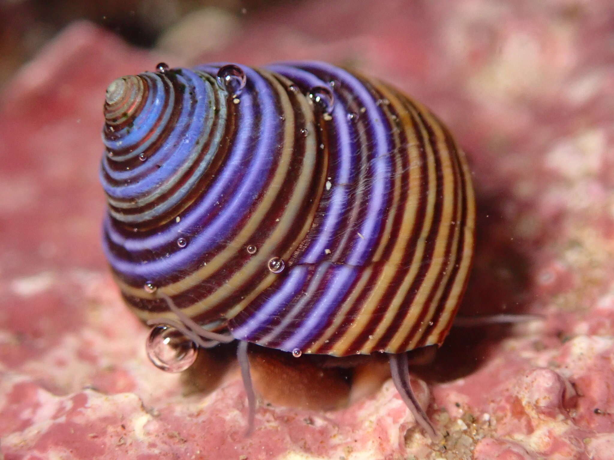 Image of Blue Top Snail
