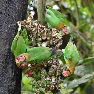 Image of Rose-faced Parrot