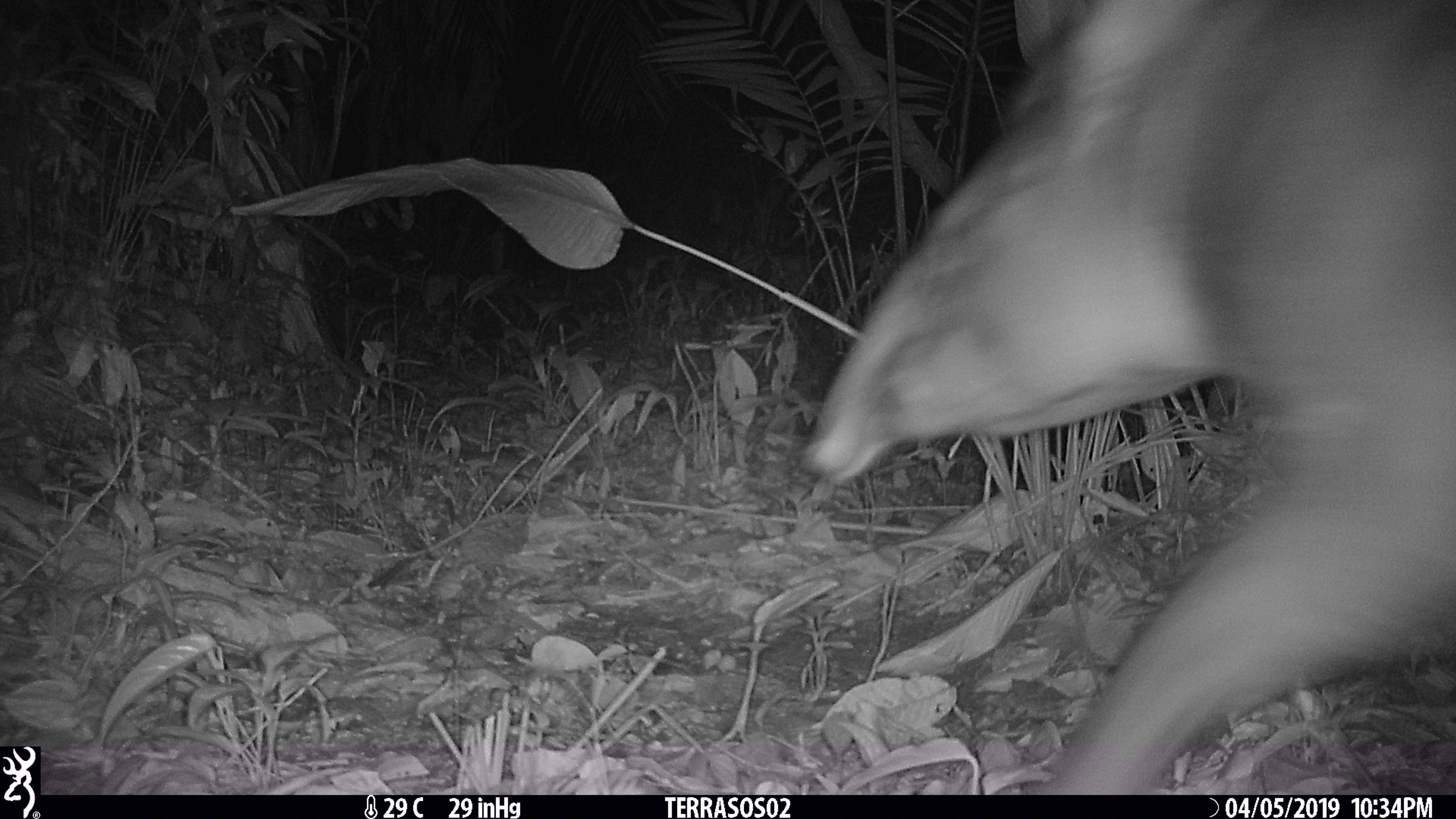 Image of Brazilian Tapir