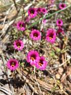 Image of monkeyflowers