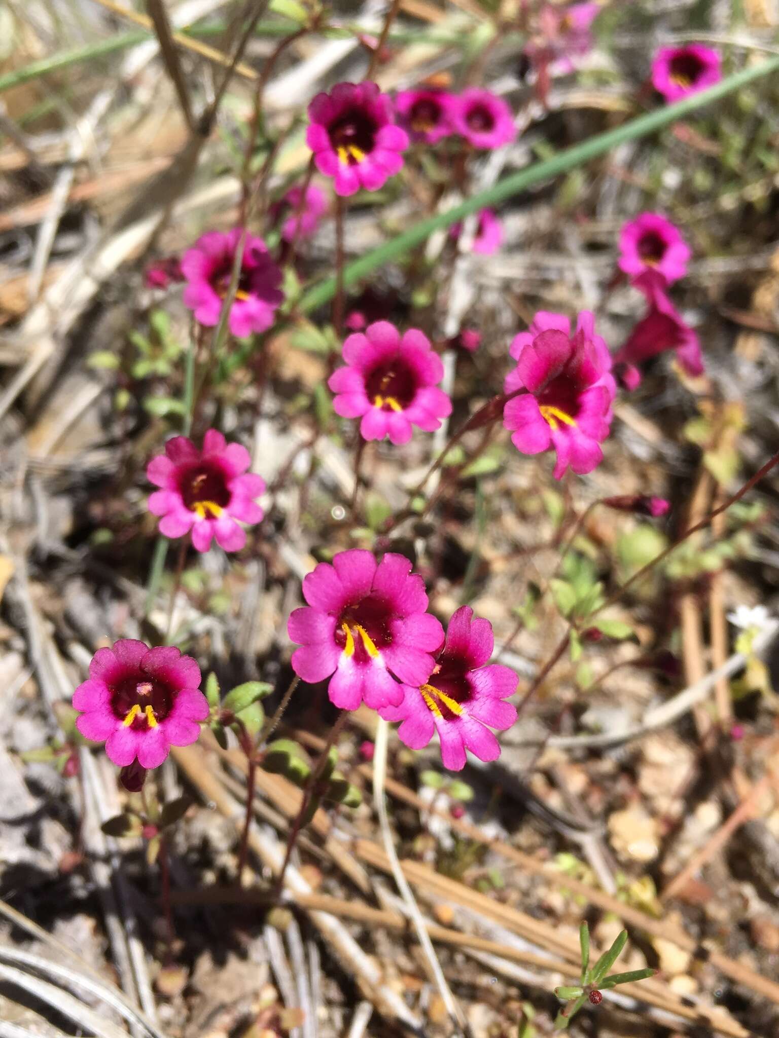 Image of monkeyflowers