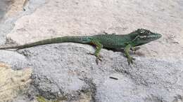 Image of Flat Andes Anole