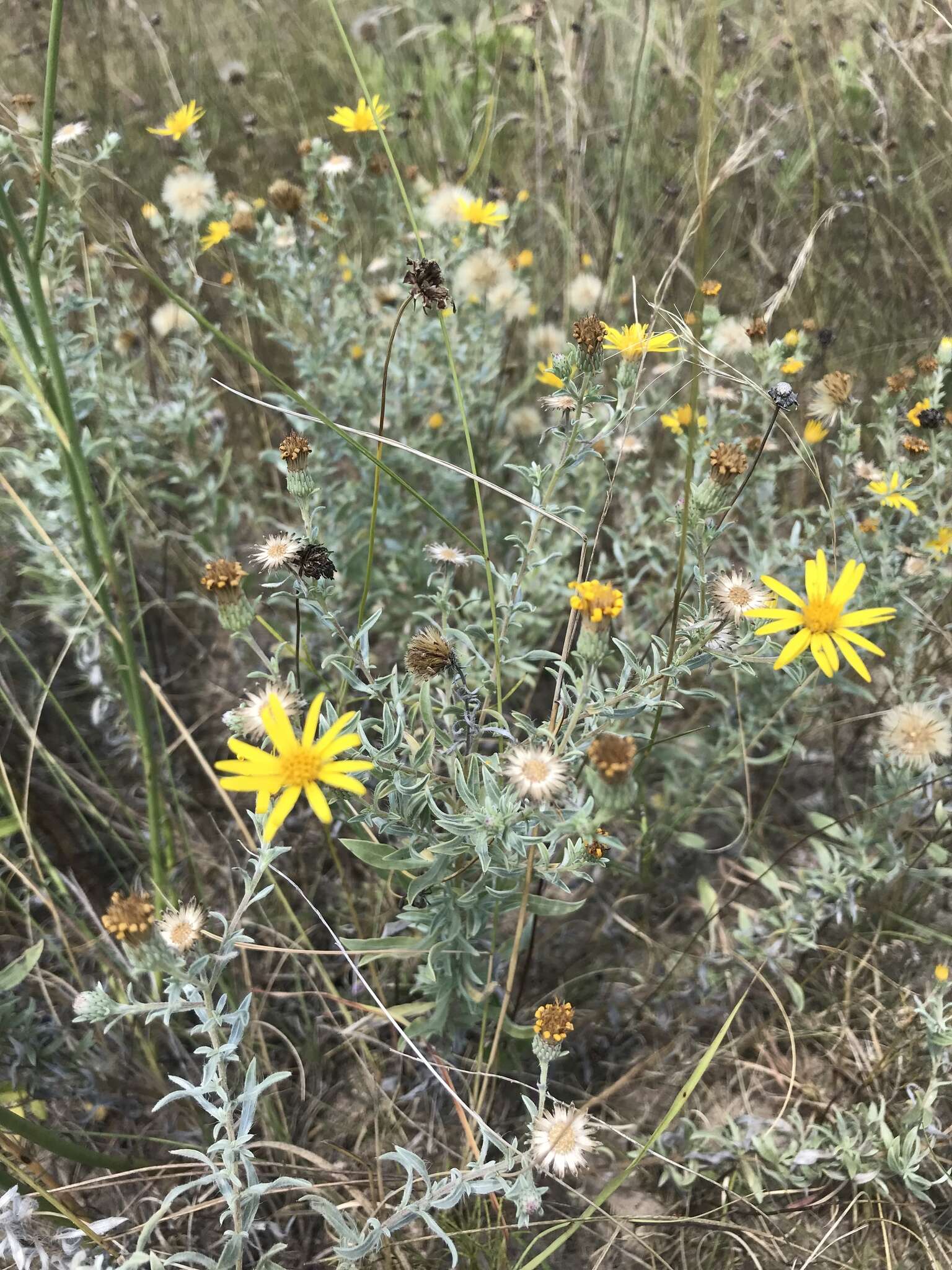 Image of false goldenaster