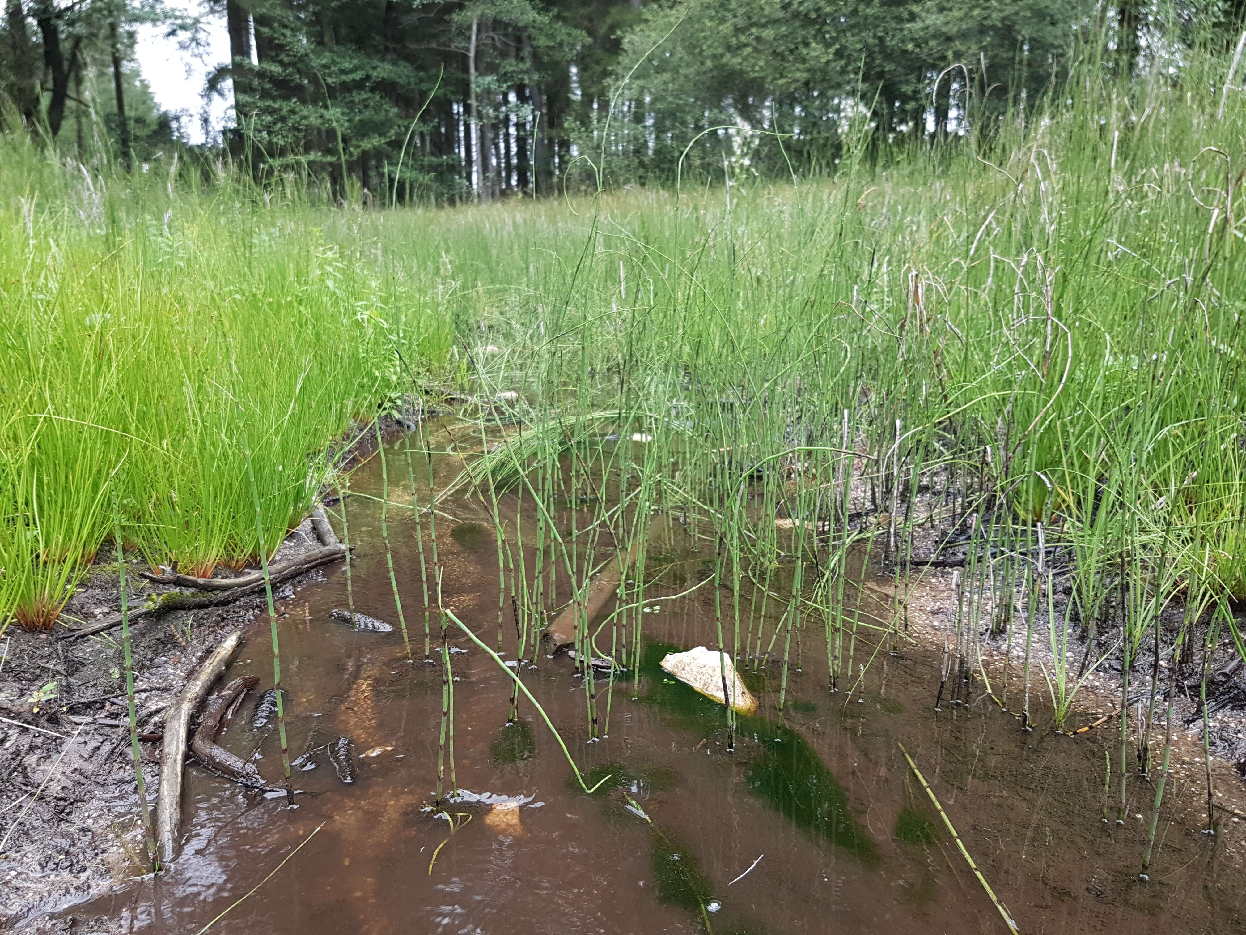 Image of Water Horsetail