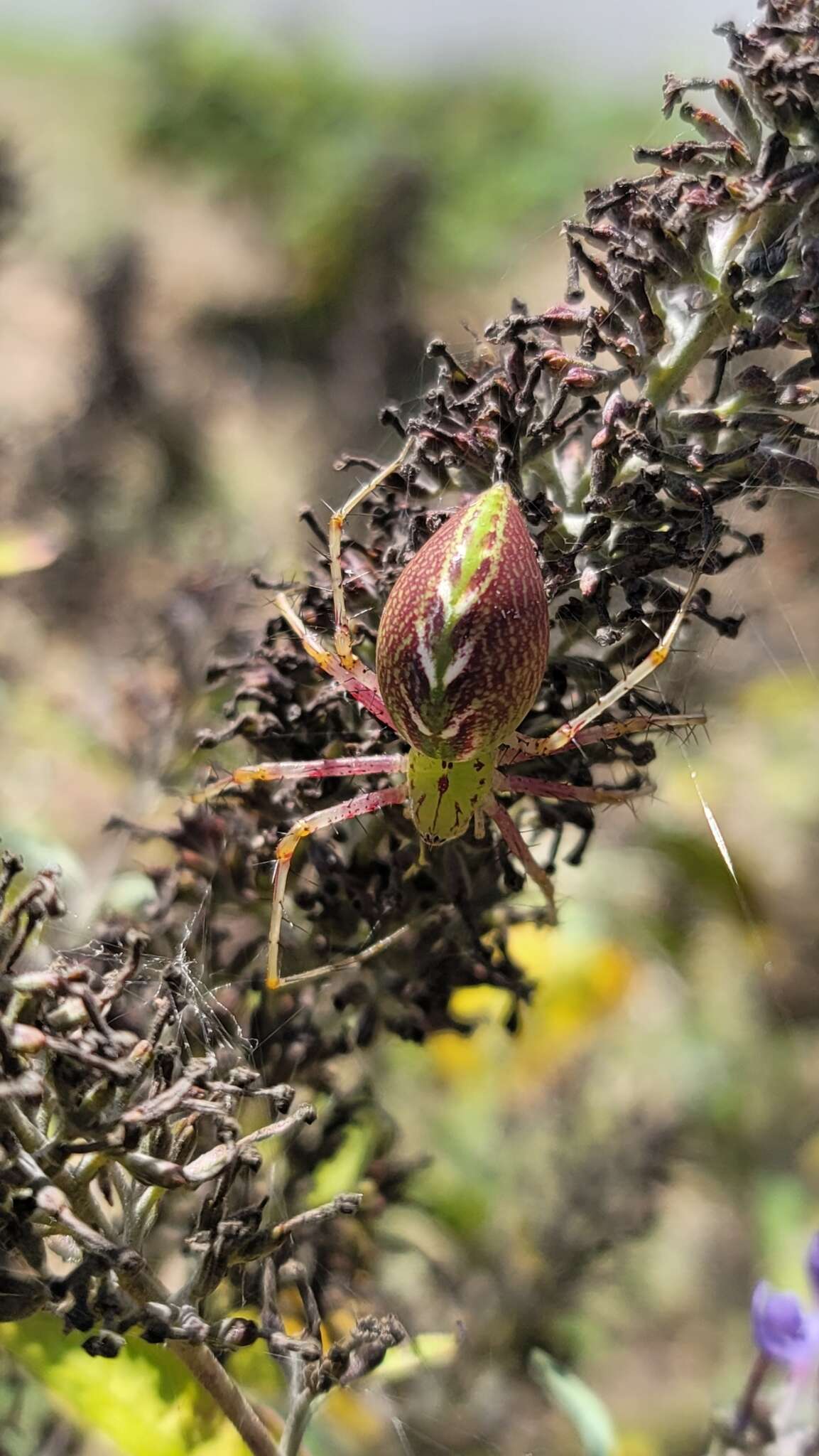 Image of Peucetia