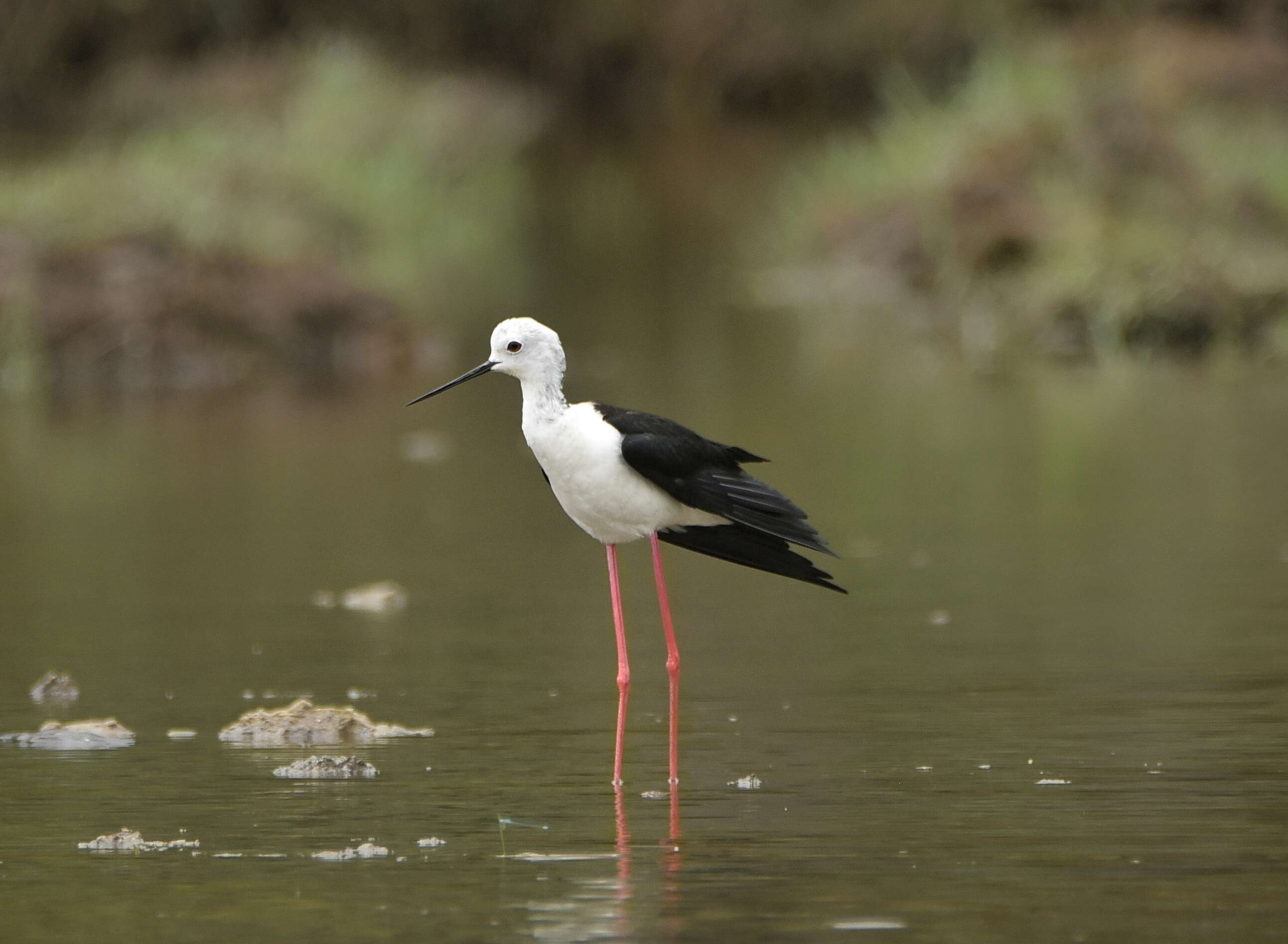 Image of Black-winged Stilt