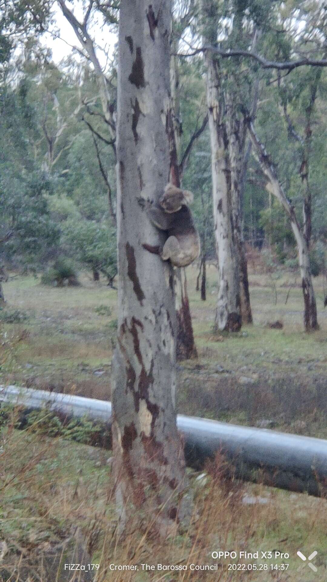 Image of koalas