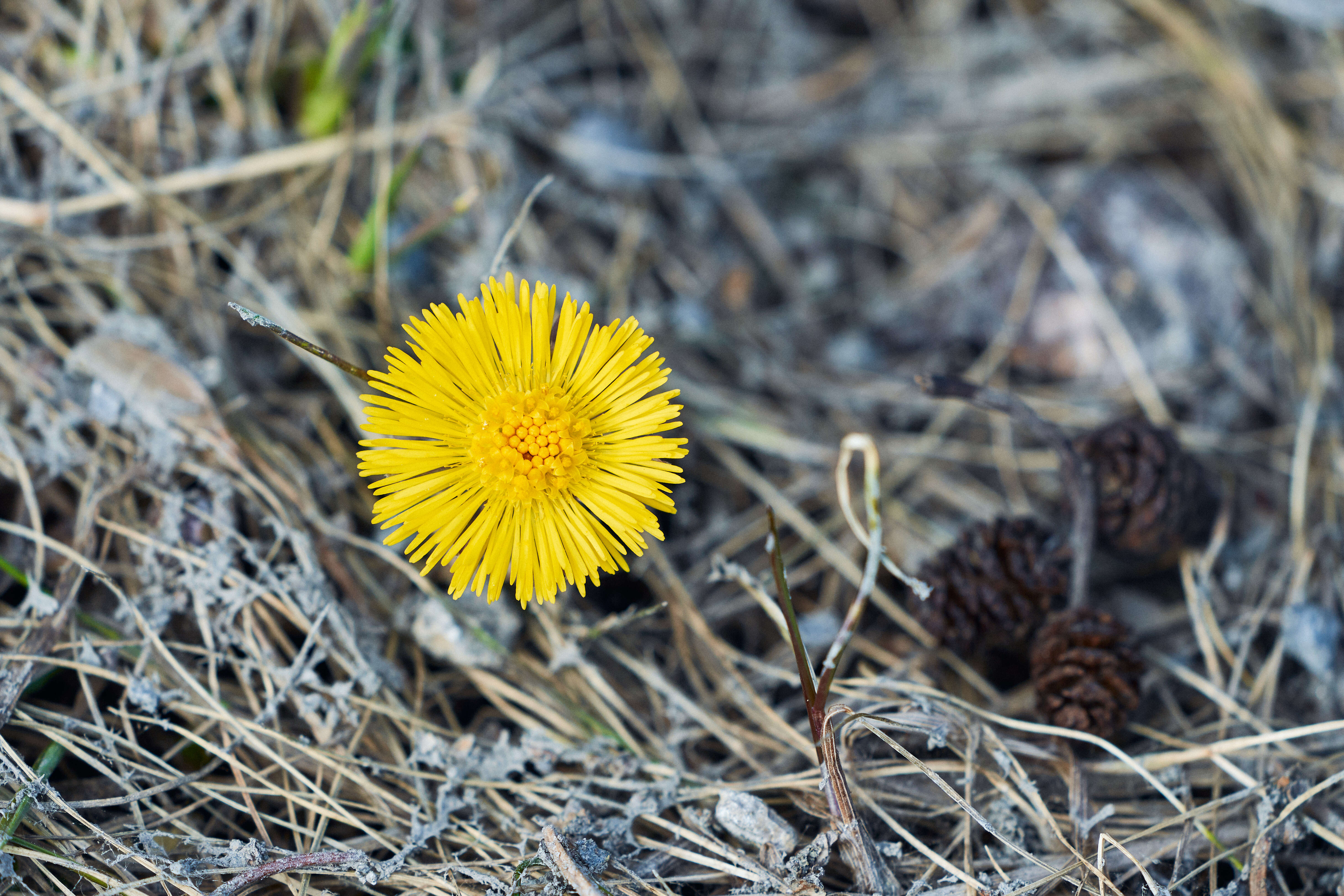 Image of coltsfoot