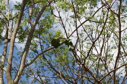 Sivun Jacaranda brasiliana (Lam.) Pers. kuva