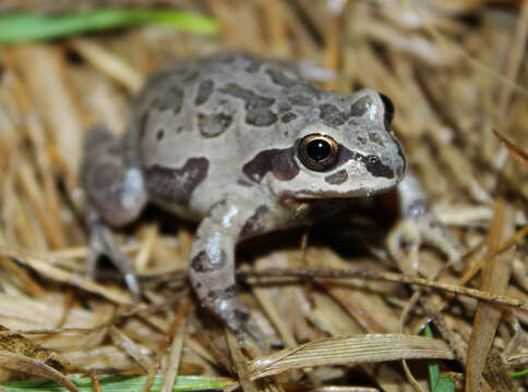 Image of Illinois chorus frog