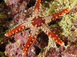 Image of Red and pink sea star