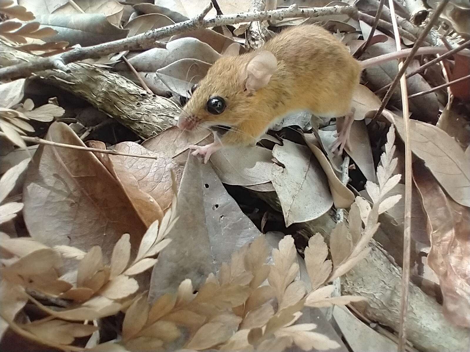 Image of Fulvous Colilargo