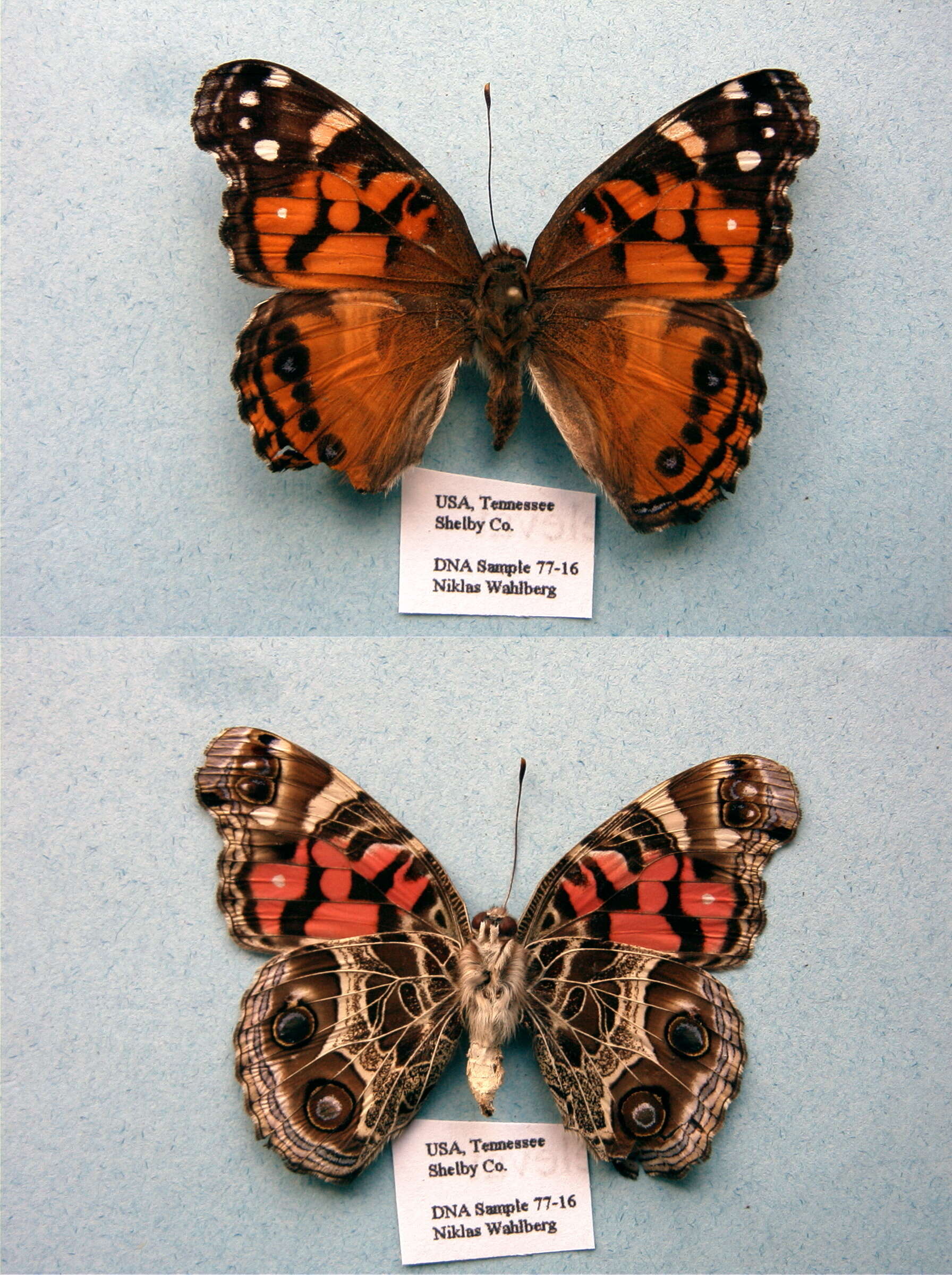 Image of Vanessa virginiensis