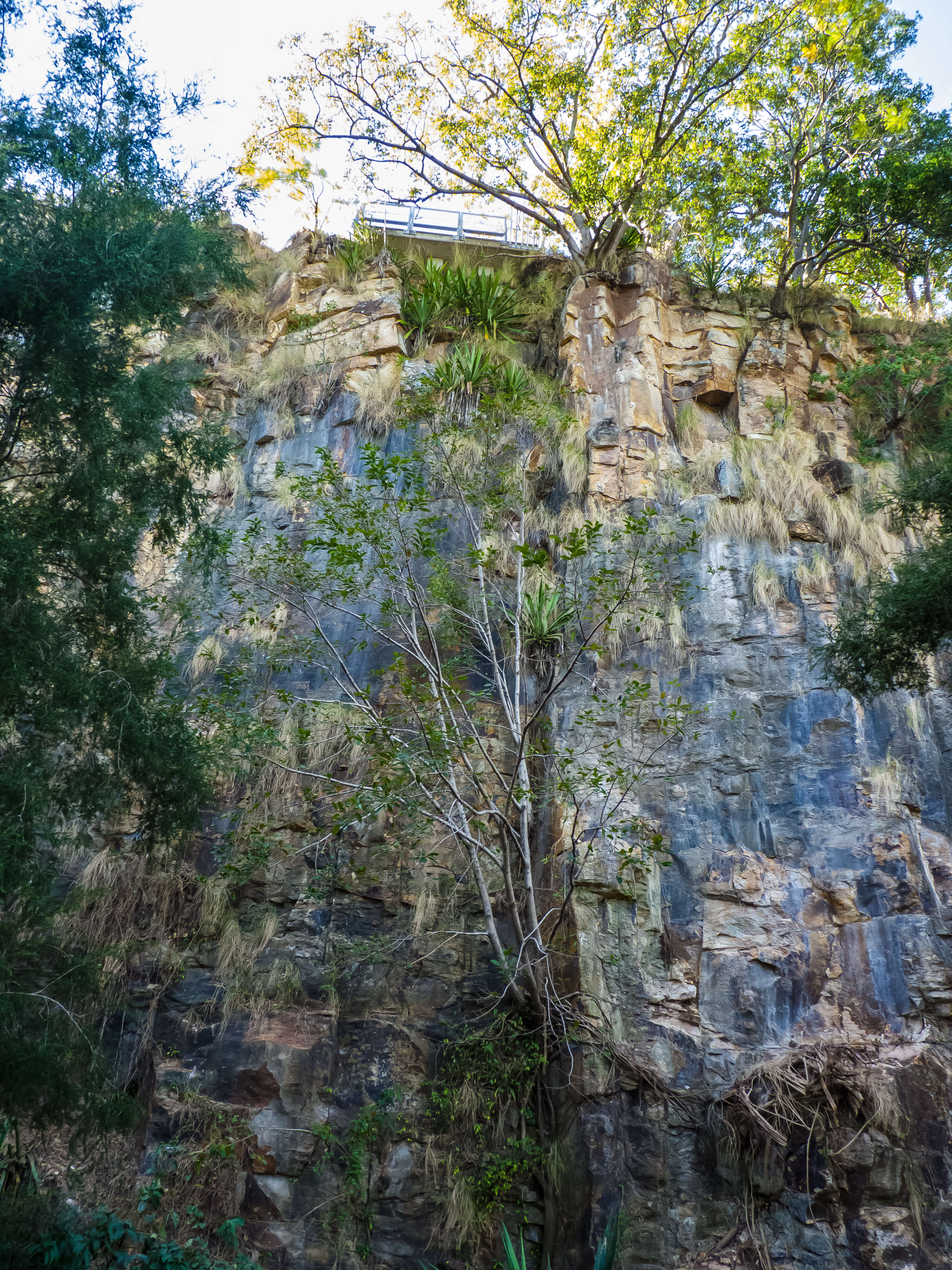 Image of Port Jackson fig