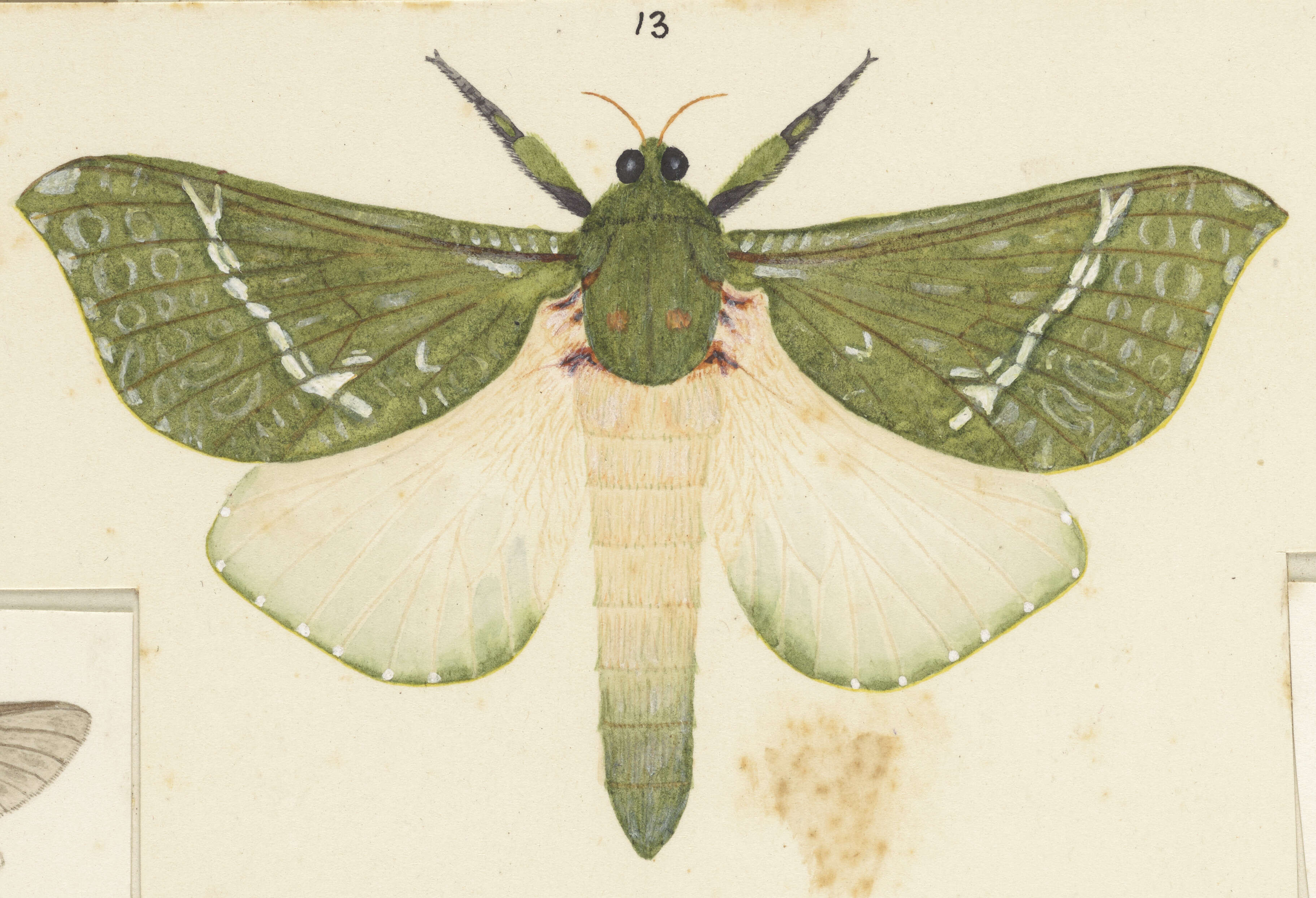 Image of Aenetus virescens