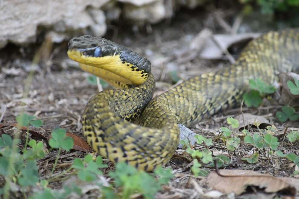 Imagem de Phrynonax poecilonotus (Günther 1858)