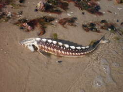 Image of Russian Sturgeon