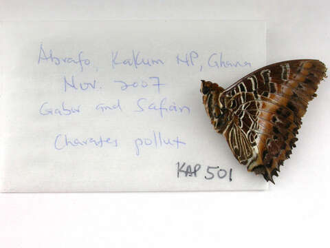 Imagem de Charaxes pollux