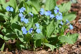 Image of blue-eyed-Mary