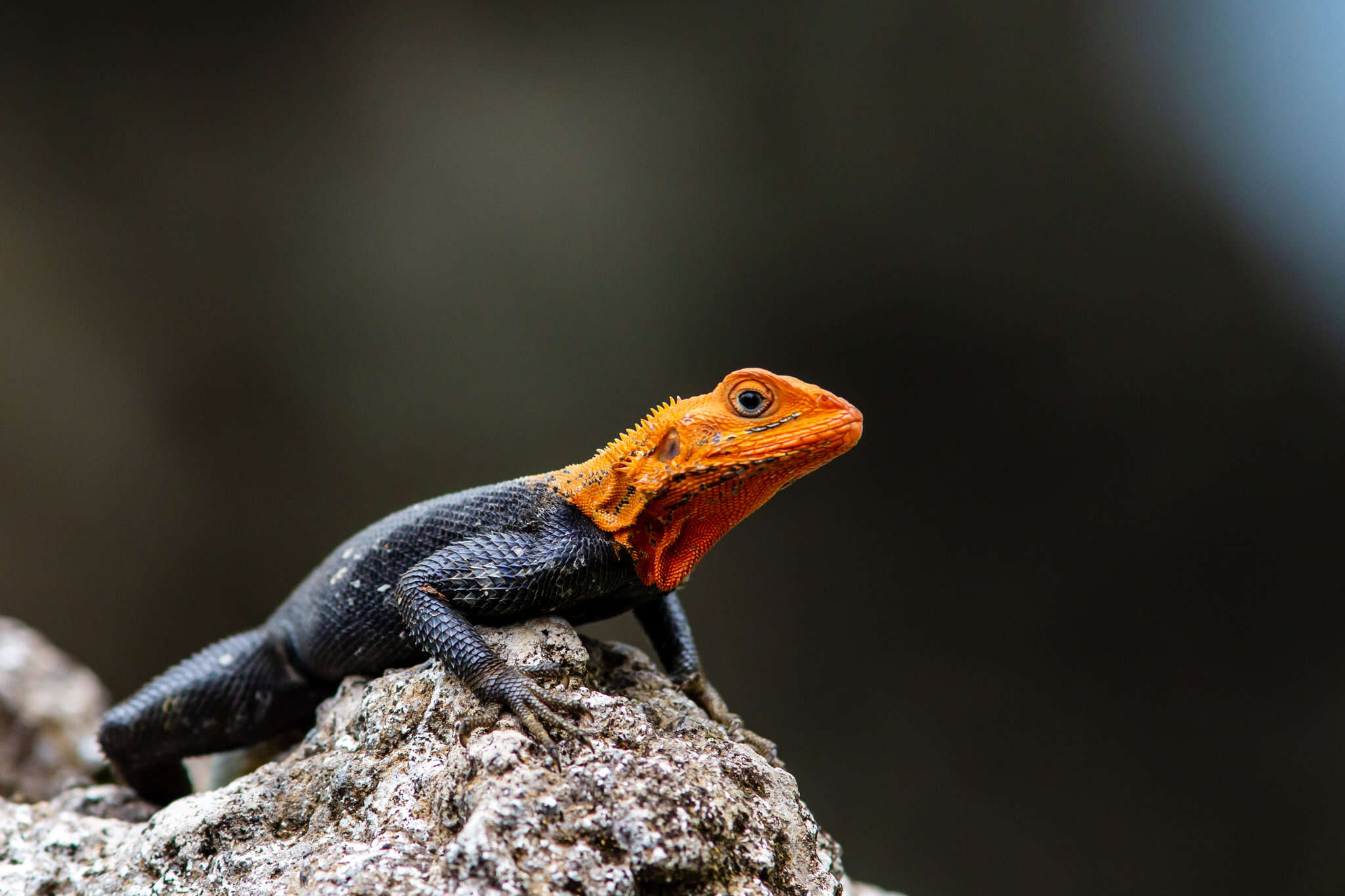 Image of Common agama