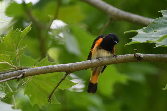 Image of American Redstart